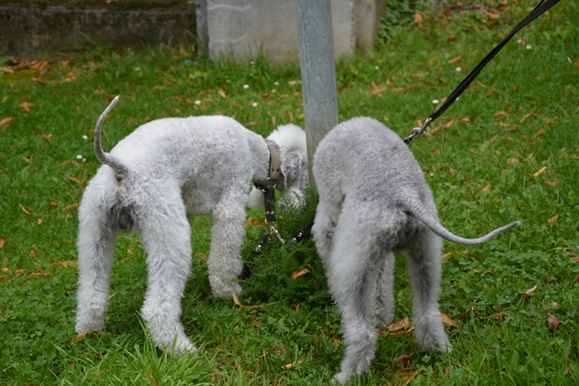 13-9-2015 Brabantse Lotuspijl 2015 (433)