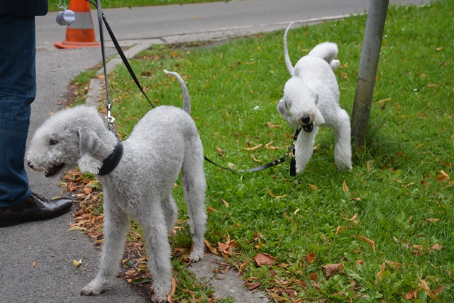 13-9-2015 Brabantse Lotuspijl 2015 (434)