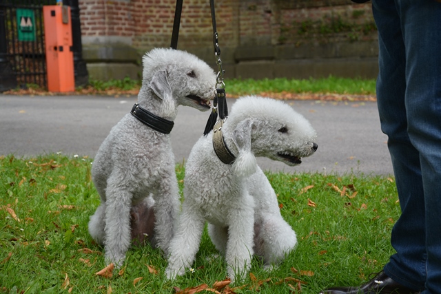 13-9-2015 Brabantse Lotuspijl 2015 (440)